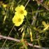 Oxalis pes-caprae - inflorescence en ombelle
