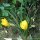 Sternbergia lutea - feuille