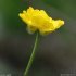 Ranunculus acris subsp. friesianus - fleur