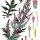 Artemisia vulgaris - wikimedia commons