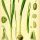 Galanthus nivalis - wikimedia commons