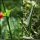 Crepis pulchra - feuilles