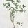 Euphorbia peplus - wikimedia commons