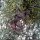 Cupressus arizonica - cône mâle, fruit