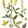 Trigonella altissima - wikimedia commons