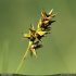 Carex otrubae - inflorescence