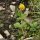 Trifolium badium