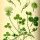 Trifolium repens - wikimedia commons