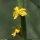 Agrimonia eupatoria - fleur