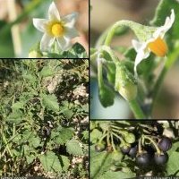 Morelle noire, Solanum nigrum
