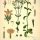 Centaurium erythraea - wikimedia commons