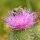 Cirsium vulgare - Capitule - Ivar Leidus CC Wikimedia Commons