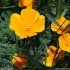 Eschscholzia californica - Fleur