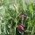 Gladiolus italicus - inflorescence