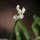 Ervilia hirsuta - inflorescence