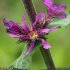 Lythrum salicaria - fleur