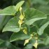 Aristolochia clematitis- fleurs