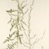 Lactuca viminea - wikimedia commons