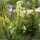 Aconitum lycoctonum s. neapolitanum - inflorescence