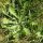 Hypochaeris radicata - feuilles en rosette