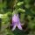 Campanula trachelium - fleur