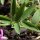 Lathyrus linifolius - feuille