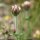 Trifolium stellatum - inflorescence