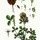 Trifolium badium - wikimedia commons