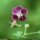 Geranium phaeum - fleur