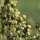 Artemisia abrotanum - capitules