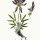 Trifolium alpinum - wikimedia commons