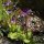Pinguicula grandiflora subsp. grandiflora