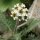 Achillea nana - inflorescence
