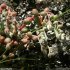 Sedum brevifolium - inflorescence
