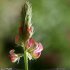 Onobrychis viciifolia - inflorescence
