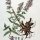 Lythrum salicaria - wikimedia commons