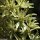 Loncomelos pyrenaicus - fleur