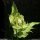 Cirsium oleraceum - inflorescence