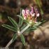 Anthyllis vulneraria s. rubriflora
