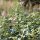 Xanthium orientale subsp. italicum