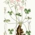 Oxalis articulata - wikimedia commons