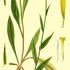 Buphthalmum salicifolium - wikimedia commons
