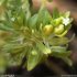 Valerianella locusta - fruit