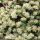 Paronychia argentea - inflorescence