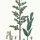 Coriaria myrtifolia - wikimedia commons