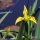 Iris pseudacorus - fleur