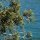 Juniperus phoenicea - rameau en fruit