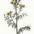 Ruta angustifolia - wikimedia commons