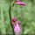 Gladiolus italicus - fleur