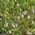 Dianthus hyssopifolius